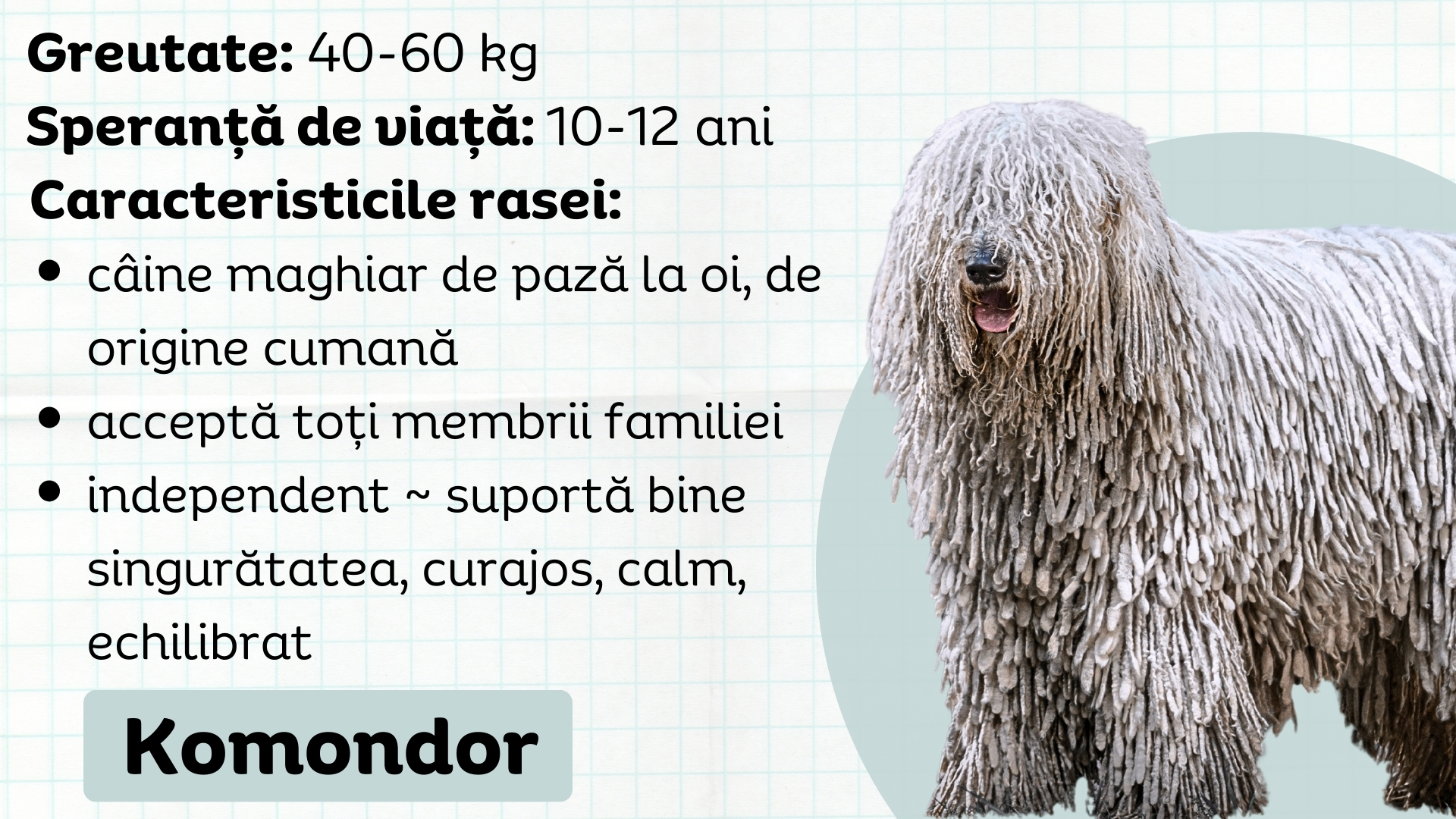 Komondor, câinele ciobănesc maghiar de origine cumană