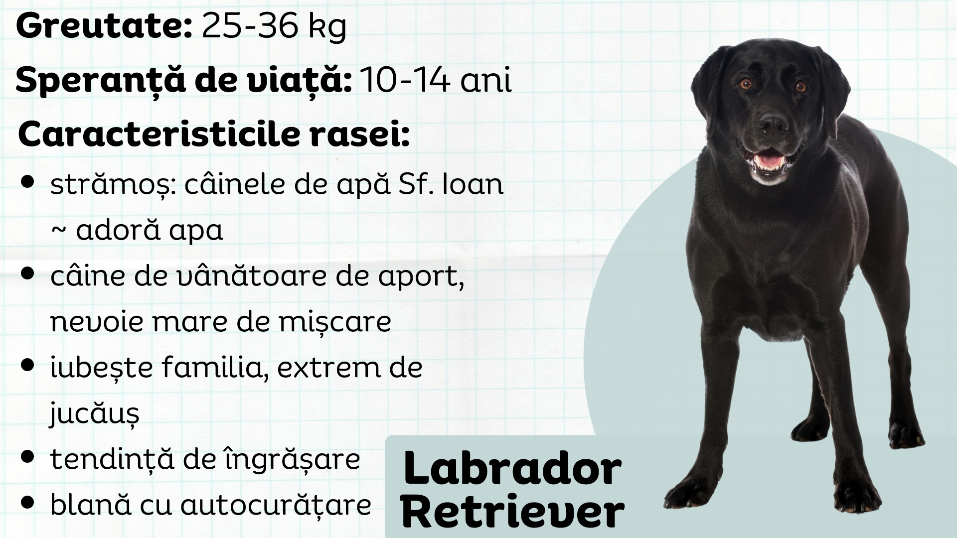 Labrador Retriever - caracteristicile rasei