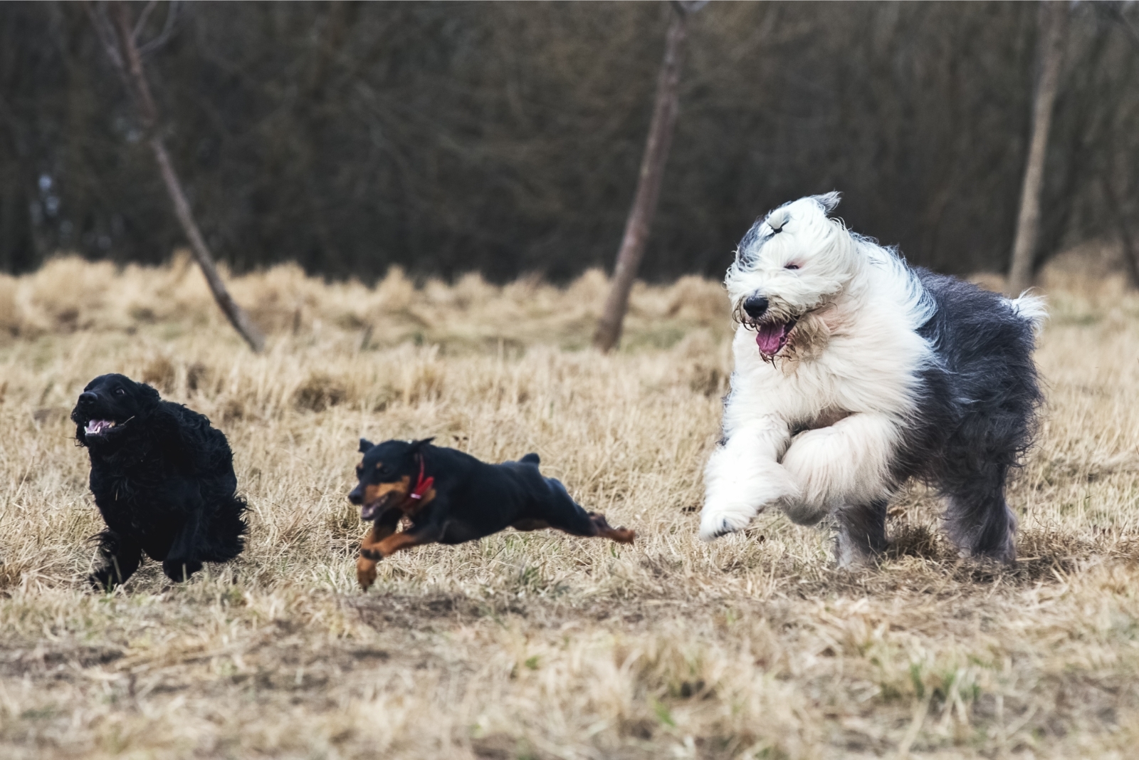 Bobtail, frumusețea cu aspect de ursuleț de pluș