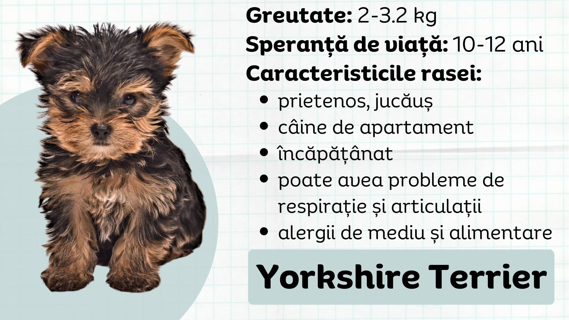 Yorkshire Terrier caracteristicile rasei