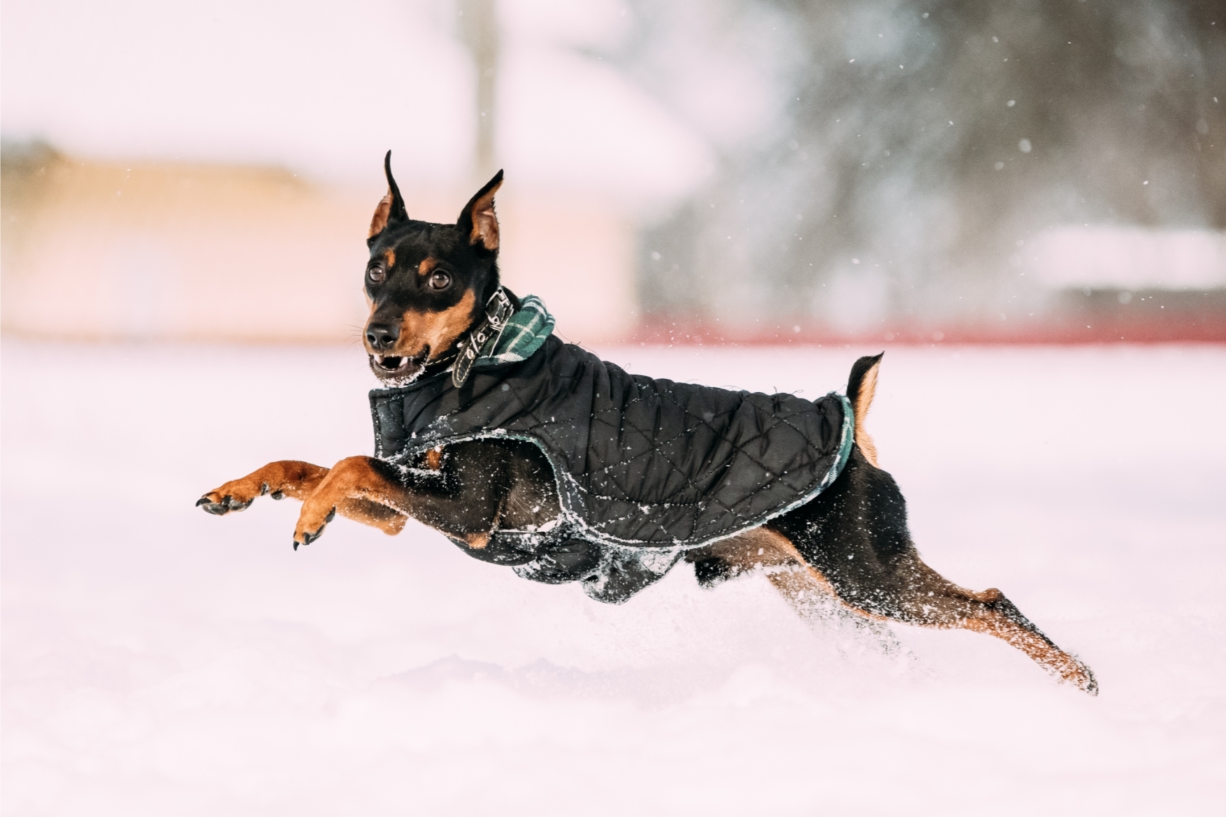 Pinscher pitic - câinele mini activ și distractiv, deloc „șchiop”