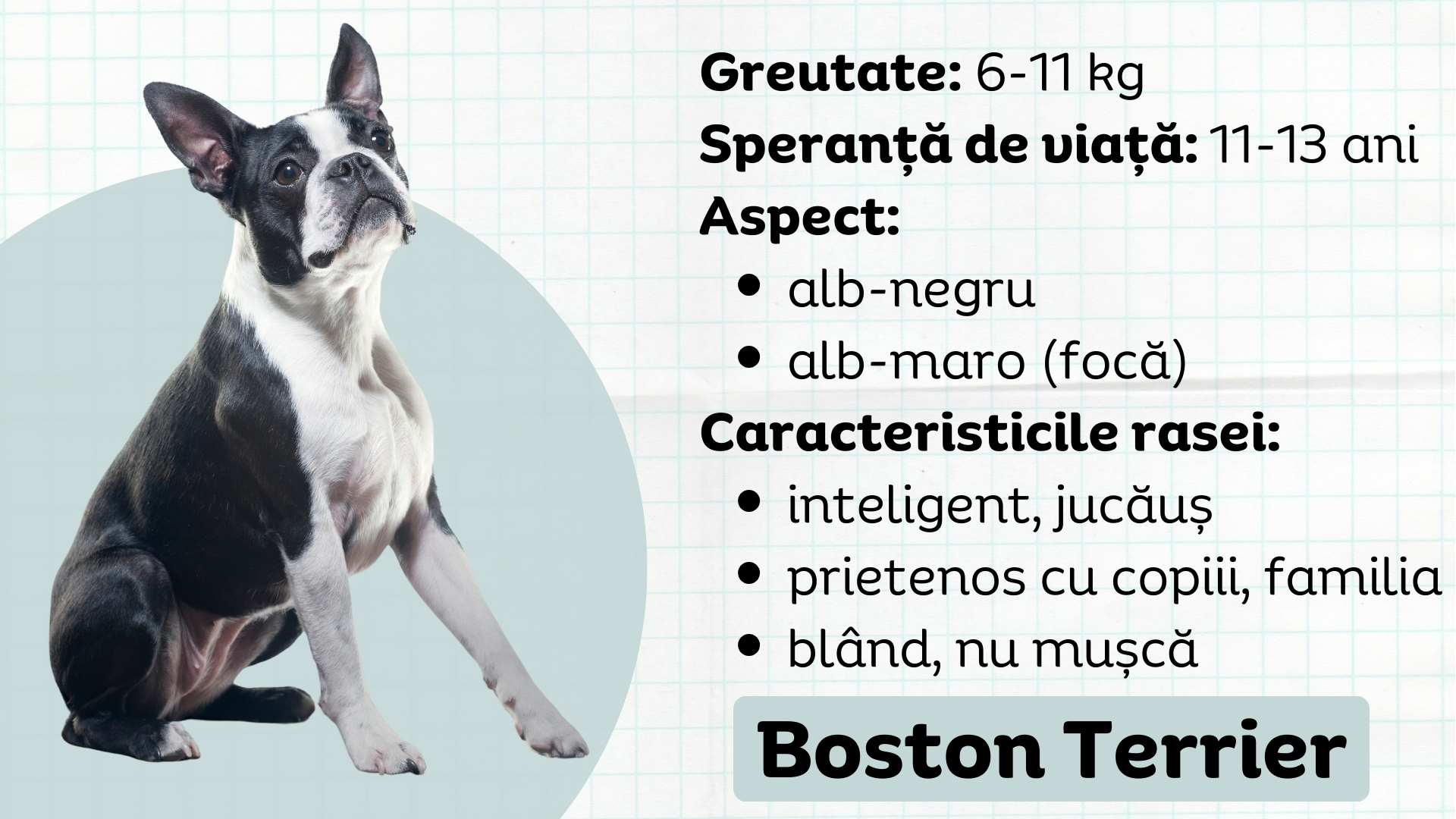 Boston Terrier caracteristicile rasei