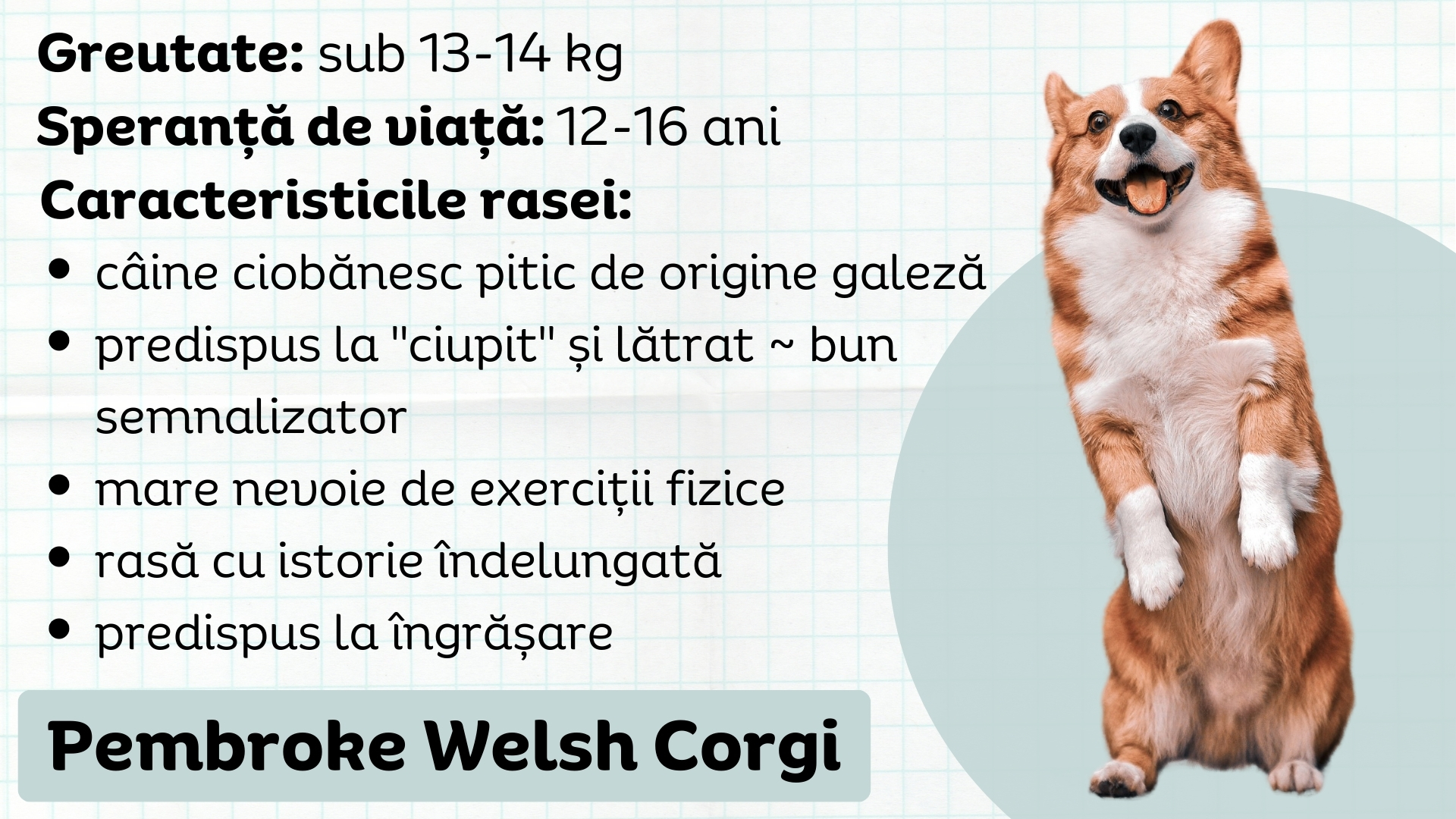 Pembroke Welsh Corgi caracteristicile rasei