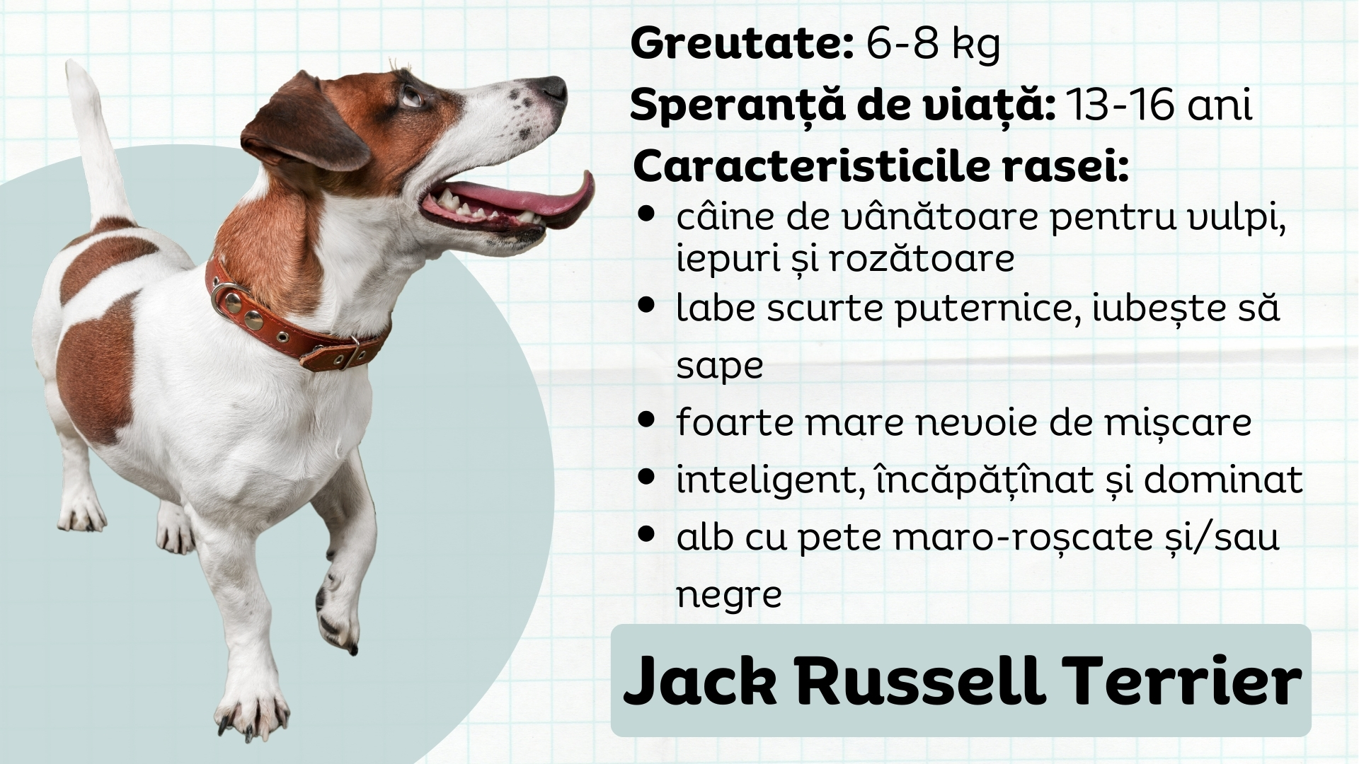 Jack Russell Terrier, micul vânător de vulpi neînfricat