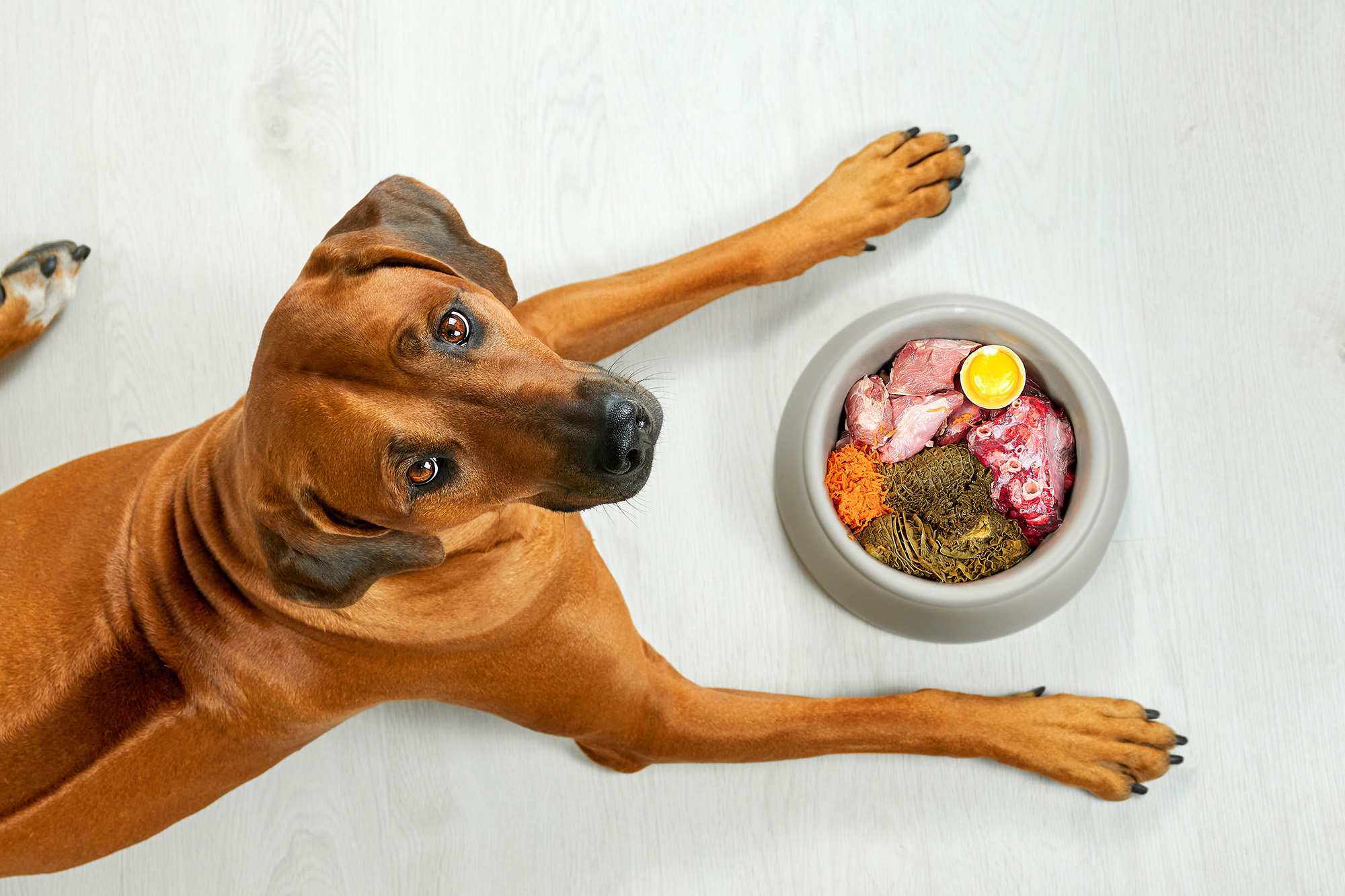 Ghidul alergiei la câini - ce trebuie să facem și ce hrană să alegem dacă ne confruntăm cu alergia alimentară a câinilor