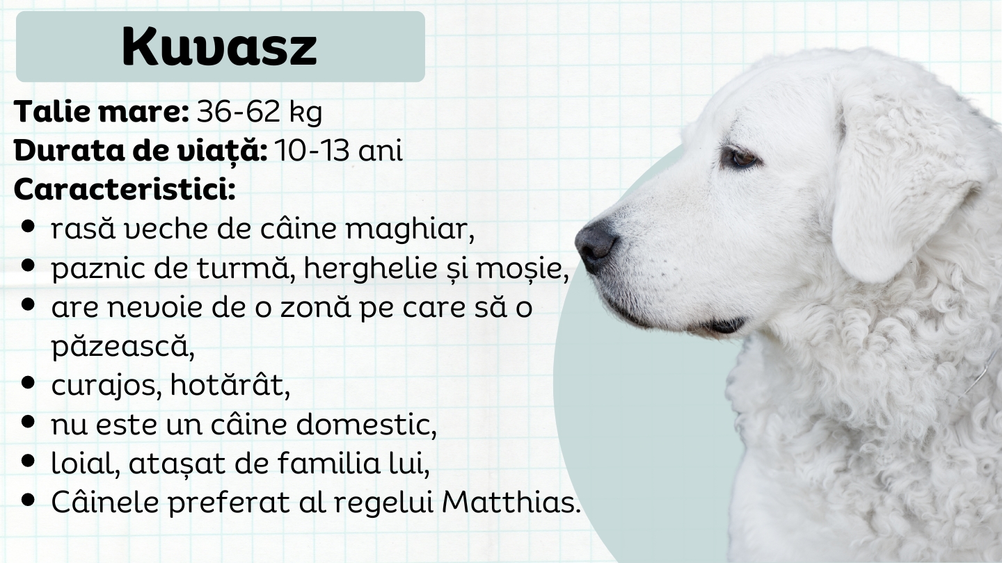 Kuvasz - Marele bodyguard alb maghiar