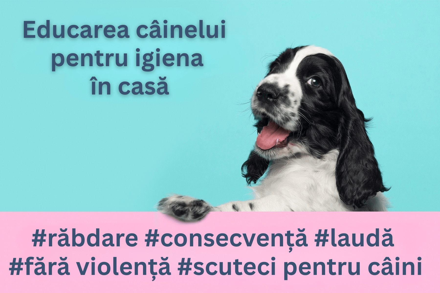Educarea câinelui pentru igiena în casă Educarea câinelui pentru igiena în casă