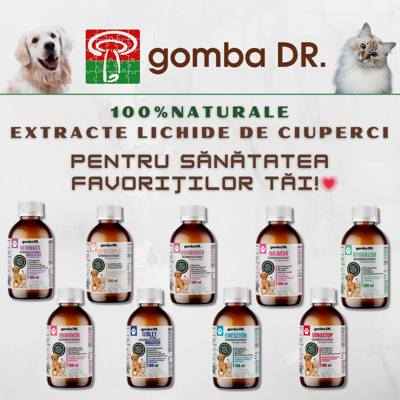 Gomba Dr.