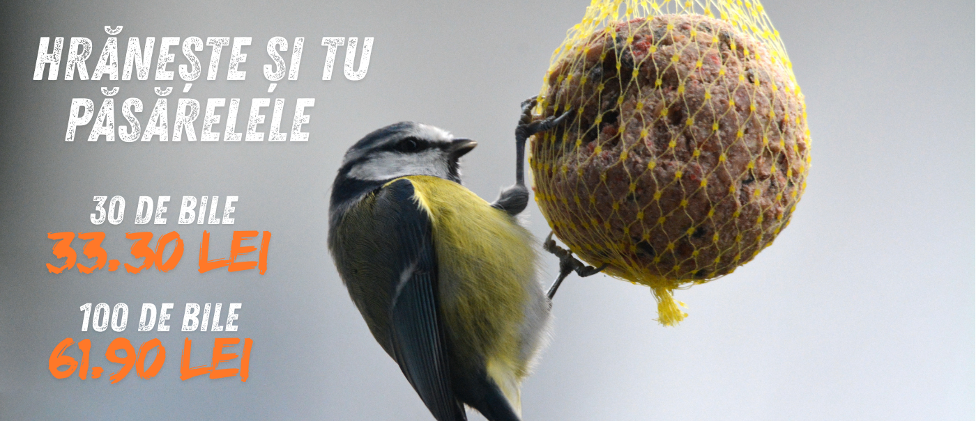 Nu uita nici iarna de micii oaspeți ai grădinii!