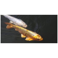 Tot ce trebuie să știi despre crapii koi și întreținerea lor