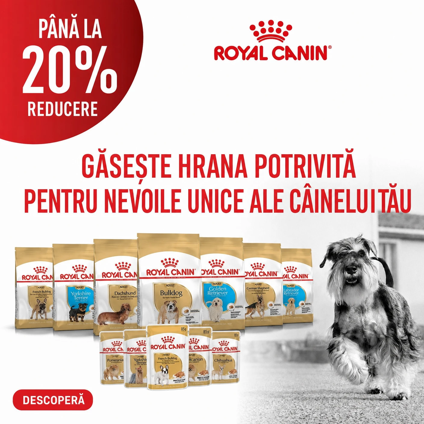Promoție Royal Canin pentru pisici și câini
