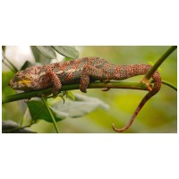 Sfaturi și sugestii pentru a crește un cameleon fericit