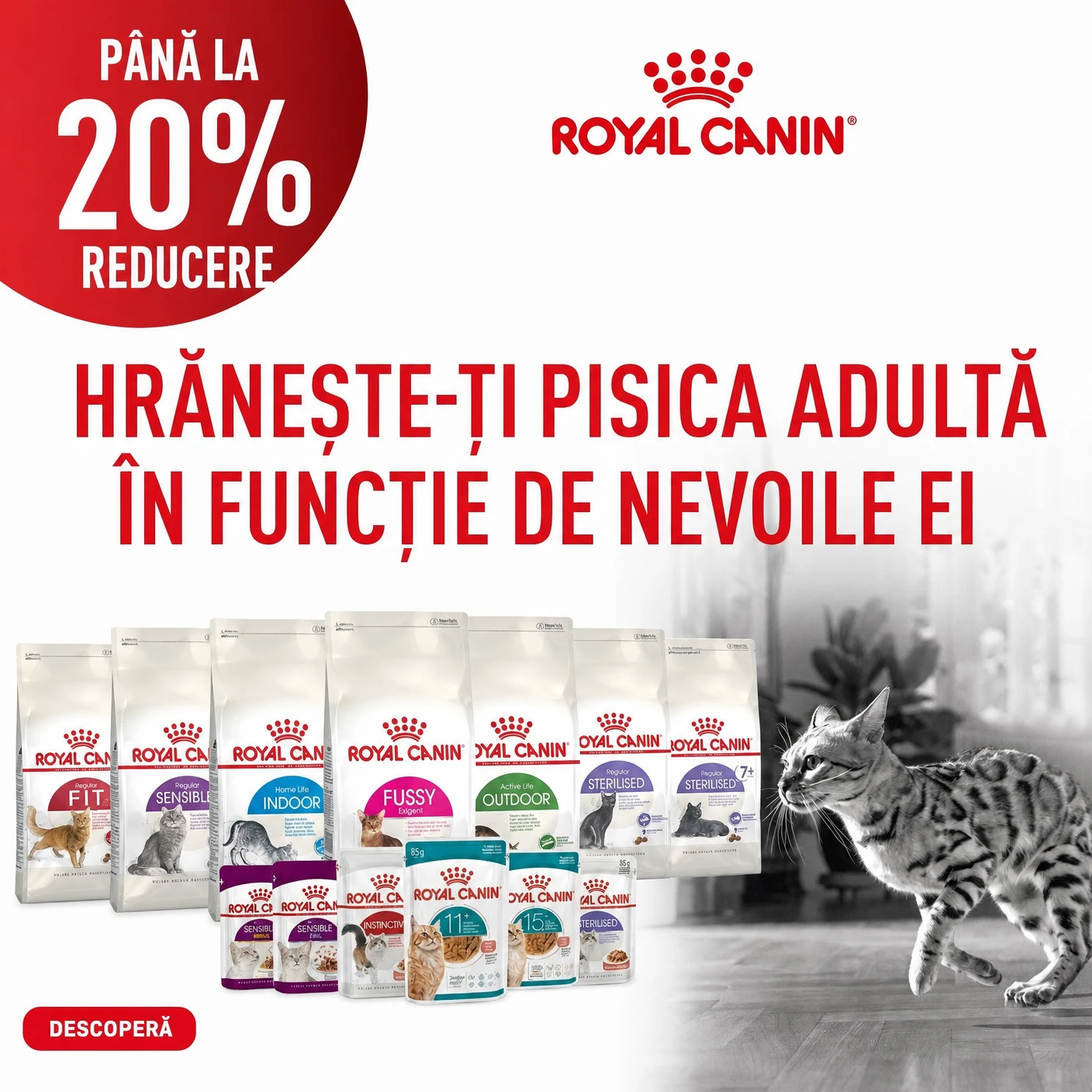 Reduceri Royal Canin la Okosgazdi.ro